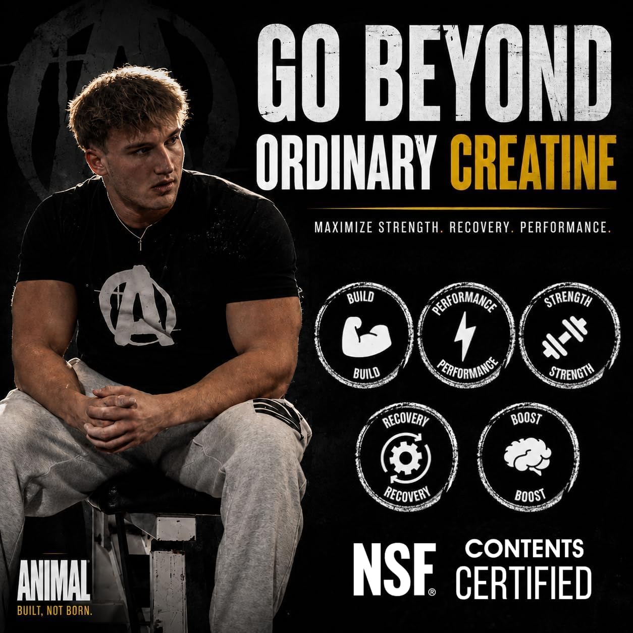 Animal Creatine Monohydrate Powder — Micronized for Muscle Recovery, Cellular Energy, and Daily Wellness — for Men and Women — Unflavored 300g image 3
